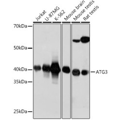 ATG3 Rabbit mAb