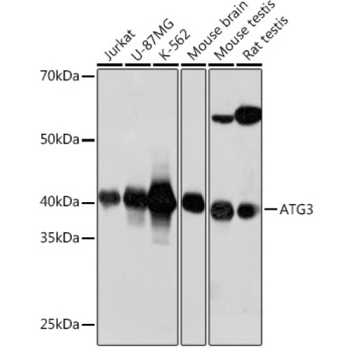 ATG3 Rabbit mAb