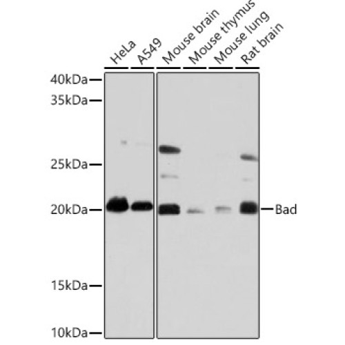 Bad Rabbit mAb