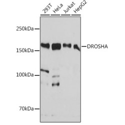 DROSHA Rabbit mAb