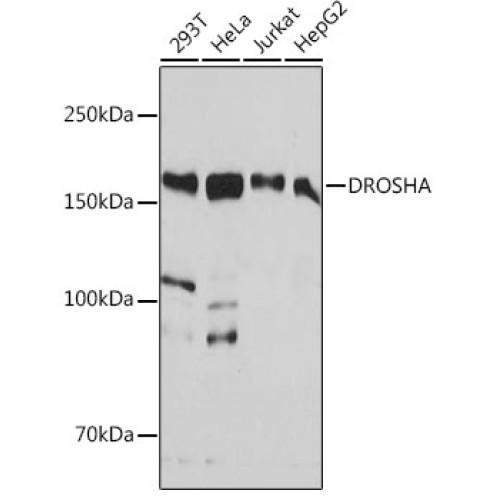 DROSHA Rabbit mAb