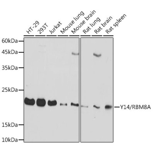 Y14/RBM8A Rabbit mAb