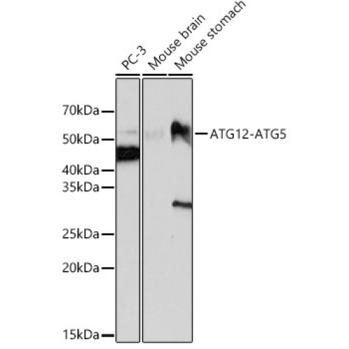 ATG12 Rabbit mAb