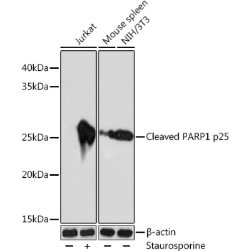 Cleaved PARP1 p25 Rabbit mAb