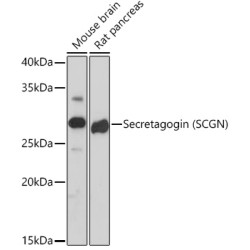 Secretagogin (SCGN) Rabbit mAb
