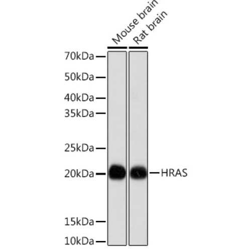 HRAS Rabbit mAb