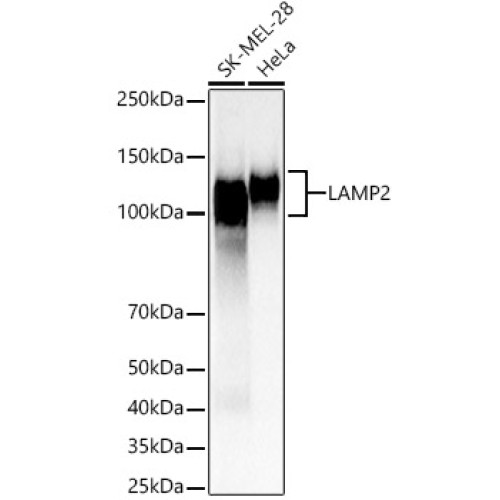 LAMP2 Rabbit pAb