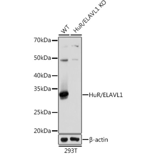 [KO Validated] HuR/ELAVL1 Rabbit mAb