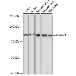 Cullin 3 Rabbit mAb
