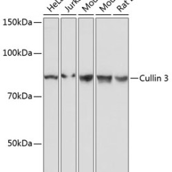 Cullin 3 Rabbit mAb