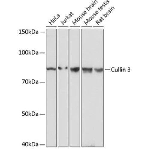 Cullin 3 Rabbit mAb