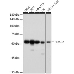 HDAC2 Rabbit mAb