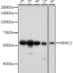HDAC2 Rabbit mAb
