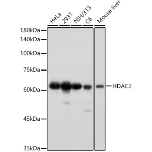 HDAC2 Rabbit mAb
