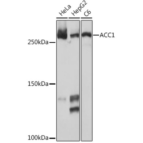ACC1 Rabbit mAb