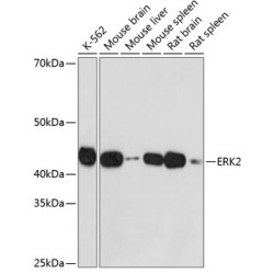 ERK2 Rabbit mAb