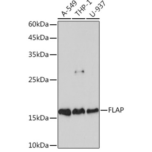 FLAP Rabbit mAb