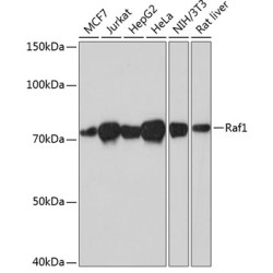 Raf1 Rabbit mAb