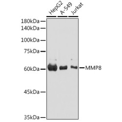 MMP8 Rabbit pAb