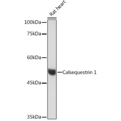 Calsequestrin 1 Rabbit mAb