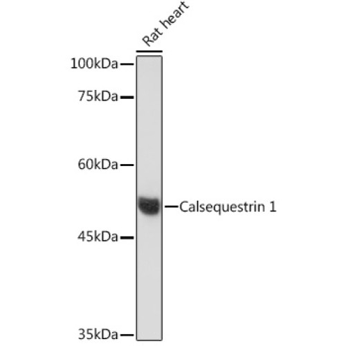 Calsequestrin 1 Rabbit mAb