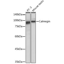 Calmegin Rabbit mAb