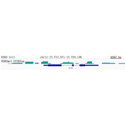 MonoMethyl-Histone H3-R2 Rabbit mAb