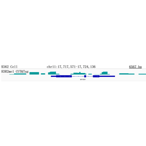 MonoMethyl-Histone H3-R2 Rabbit mAb