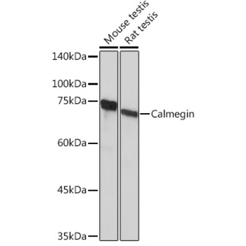 Calmegin Rabbit mAb