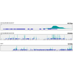 SP1 Rabbit mAb