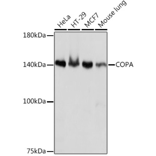 COPA Rabbit mAb