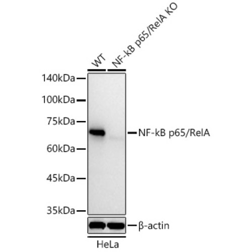 [KO Validated] NF-kB p65/RelA Rabbit mAb