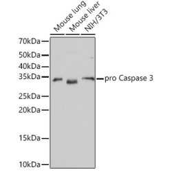 [KO Validated] Caspase-3 Rabbit mAb