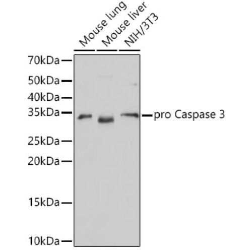 [KO Validated] Caspase-3 Rabbit mAb