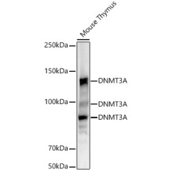 [KO Validated] DNMT3A Rabbit mAb