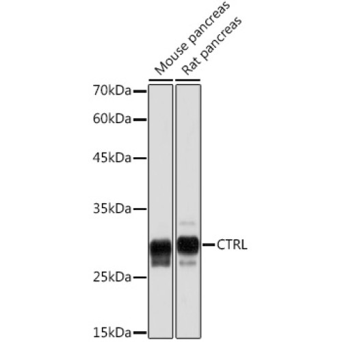 CTRL Rabbit mAb