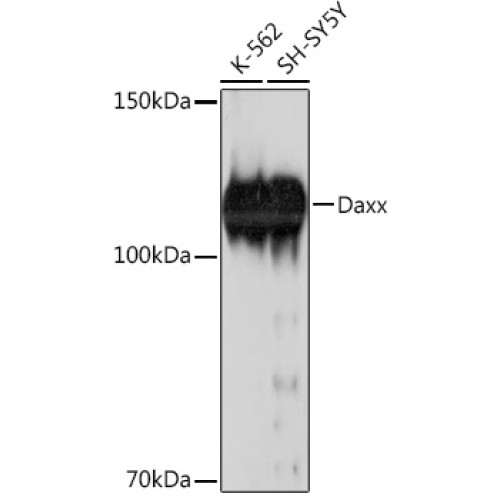 Daxx Rabbit mAb