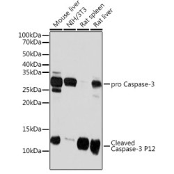 Caspase-3 Rabbit mAb