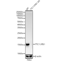 [KO Validated] TTC11/FIS1 Rabbit mAb