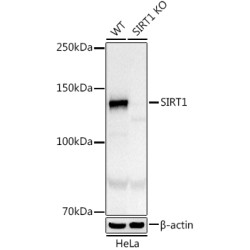 [KO Validated] SIRT1 Rabbit mAb