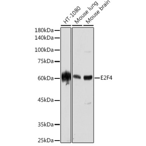 E2F4 Rabbit mAb