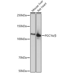 PGC1α/β Rabbit mAb