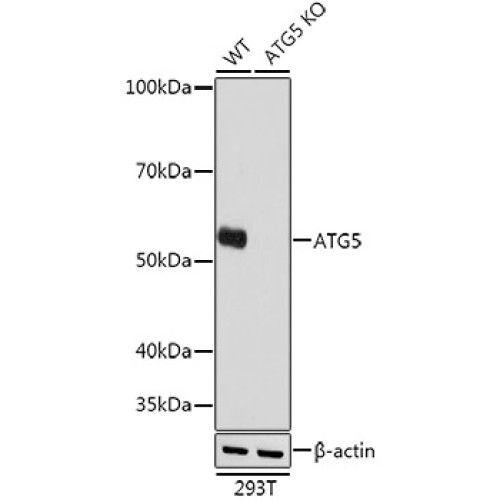 [KO Validated] ATG5 Rabbit mAb