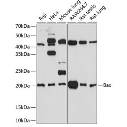 [KO Validated] Bax Rabbit mAb