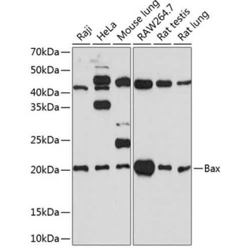 [KO Validated] Bax Rabbit mAb