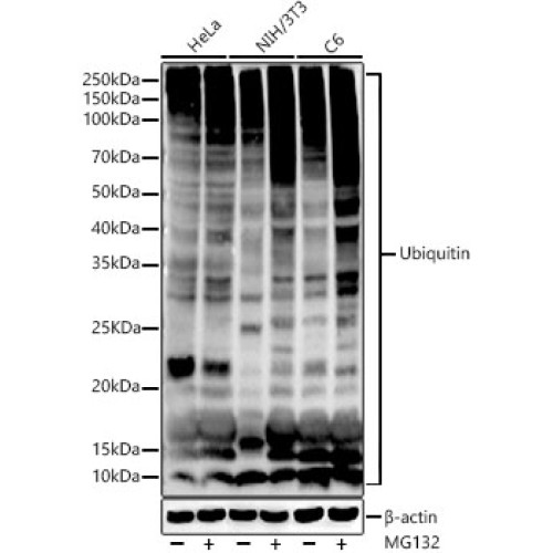Ubiquitin Rabbit mAb