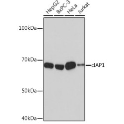 [KO Validated] cIAP1 Rabbit mAb