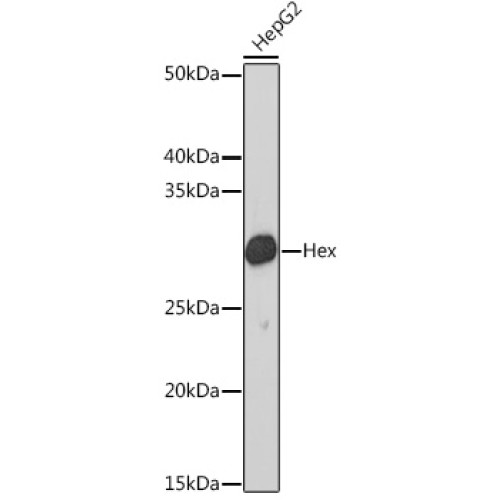 Hex Rabbit mAb