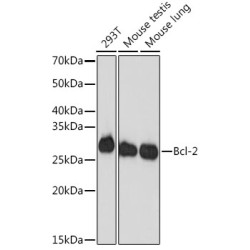 [KD Validated] Bcl-2 Rabbit mAb