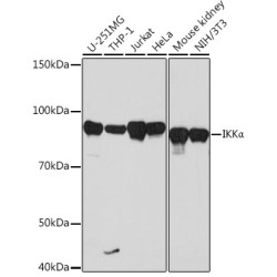 IKKα Rabbit mAb